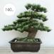 人工観葉植物・全高40cm・松の盆栽・寿松・8号（盆栽/ぼんさい）（人工樹木/造花/フェイクグリーン/インテリア）（和風演出/式典/祭典/祝賀会/イベント/装飾）