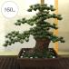 ★人工観葉植物・全高60cm・松の盆栽・デラックス・12号（盆栽/ぼんさい）（人工樹木/造花/フェイクグリーン/装飾）（和風演出/式典/祭典/祝賀会/イベント）