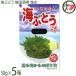  Nankoku sake . море виноград 50g×5 коробка mek Inter National Okinawa префектура производство 