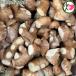  Kochi префектура производство родители сырой .5kg×1 коробка waktof-z Kochi префектура 
