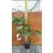 ichi axis arch peru15cm pot seedling 