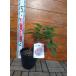 ichi ось черный donof2 год сырой 15cm pot рассада 