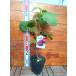 ichi ось смазка do цент Gene 15cm pot рассада 