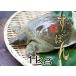 . Okinawa pine softshell turtle (1kg rom and rear (before and after) ) softshell turtle saucepan 