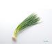 * лук порей ...~ отправка упаковка для дополнение товар [ маленький лук порей ]