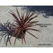 koru Gigli ne Australis красный Star красный гонг примерно 30-40cm Cordyline australis Red Staro-ji- растения двор .. низкий дерево растение в горшке do Leica la- leaf декоративное растение 