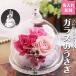 ������ ���r�b�g �K���X�h�[�� �v���U�[�u�h�t�����[  �E�T�M �e   ������M�t�g ���� �Ԍ��t �v���U �o�� ���[�Y �ӂ�ӂ� �h�V�̓�