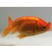  золотая рыбка цветок .3 номер общая длина примерно 7 см золотая рыбка kingyo золотая рыбка организм ....