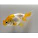  golgfish flower .1 number total length approximately 11.5 centimeter goldfish kingyo goldfish organism ....