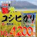 初穂コーポレーション　鹿児島県２４年産　新米こしひかり　10kg　国産単一原料米　