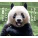 каждый день Panda. 1010 день автомобиль n автомобиль n фотоальбом 