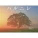  Hal nireTHE ELM TREE