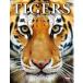 TIGERS максимальный * сильнейший *. сырой кошка ~- мир. тигр фотоальбом 