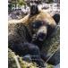 BEAR TRUTHhigma. подлинный реальный 