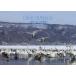 Birds of Nagano- Yoshimura . 2 дикая птица фотоальбом 