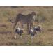  Africa Savanna -тактный - Lee сырой .. чуть более .