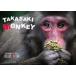 TAKASAKI MONKEY