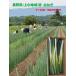  производство земля .. прямая поставка! местного производства белый лук-батун длина лук порей L размер Nagano префектура . промежуток гора . сверху маленький регион производство 