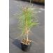  красный matsu( красный сосна ) саженец 30~50cm передний и задний (до и после) 