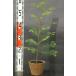 meta Sequoia саженец 30~50cm передний и задний (до и после) 