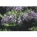 yama Fuji ( гора глициния ) саженец 30~50cm передний и задний (до и после) 
