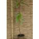 yuzli - ( уступать лист ) саженец [ садовое дерево ] 30~50cm передний и задний (до и после) 