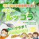 [*3 пакет и больше . покупка жители 1 пакет . совместно пакет .. сделаем случается ] baby rukola культивирование период средний пестициды не использование * химия удобрение не использование 1 пакет примерно 50g