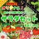  поле c подарок .. ферма оригинал салат комплект with помидор культивирование период средний пестициды не использование 1 пакет! * помидор. пестициды .1 раз только ... делаем ( низкий пестициды )