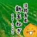 [ жара . время. обычная температура рейс рассылка OK!] Awaji Island производство новый шар лук порей ( новый лук репчатый ) низкий пестициды * низкий химия удобрение примерно 500g