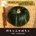 [ жара . время. обычная температура рейс рассылка OK!]. Chan тыква . пестициды * химия удобрение не использование Saitama префектура производство 1 шт 