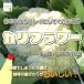  цветная капуста низкий пестициды * химия удобрение не использование 1 шт 