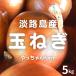 [ жара . время. обычная температура рейс рассылка OK!] Awaji Island производство шар лук порей .. Chan farm 5kg(L~2L размер ) { коробка продажа }