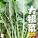  большой корнеплоды, дайкон лист, дайкон. лист * пестициды . химия удобрение. используя не Saitama префектура производство 2kg{ коробка продажа }