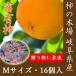 .. для Gifu префектура Oono книга@ гнездо. . иметь хурма M×16 шт шт упаковка mk007