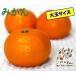  Yamaguchi .. Ooshima производство [ большой шар мандарин (2L~3L) для бытового использования средний коробка примерно 4.8kg]( коробка включено примерно 5kg)