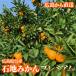  Hiroshima префектура . производство камень земля мандарин .. для S размер примерно 5kg бесплатная доставка через . сельское хозяйство . premium 
