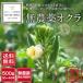  less pesticide Wakayama production okro 500g size don't fit [ free shipping ]# shipping next day receipt limitation * delivery time zone . please note #
