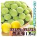  слива 1.5kg Aomori производство . после слива . после прямая поставка от производителя .. бесплатная доставка рефрижератор рейс еда 