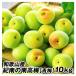  слива 10kg юг высота слива [ синий слива ] Wakayama производство . юг. юг высота слива . для бытового использования бесплатная доставка рефрижератор рейс еда 