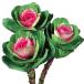  страна .. вид цветок .. круг лист лист ..F1..2 номер * Ishii . вид место выращивание товар вид 1 пакет (15 шарик ) / цветок. вид почтовый заказ цветок вид. топорик . - кнопка круг лист серия Новый год украшение 