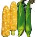  вид овощи .. кукуруза F1. сырой свежий кукуруза 1 пакет (20ml) кукуруза .... вид страна ..