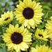  вид цветок .. подсолнух moon автомобиль in 1 пакет (700mg)