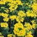  вид цветок .. желтый цветок бурачок 1 пакет (200mg)
