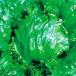  страна .. вид овощи .. lettuce Париж Jean 1 пакет (5ml).... вид 