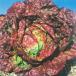  страна .. вид овощи .. lettuce rubla1 пакет (3ml).... вид 