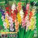 春植え球根 普通球グラジオラス福袋(品種見計らい・名称付) 60球 /