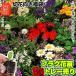 プラグ花苗 切花向き福袋 1トレー70本入り