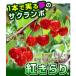 ���؉� �ʎ��c �T�N�����{ �g�����PVP �X�[�p�[6�i�␫��/�R���g�V�b�N�XR�j 1�� �֘A�摜1