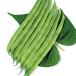  вид овощи .. фасоль обыкновенная обычный .1 пакет (20ml)