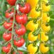  помидор мини помидоры вид овощи ..F1CF маленький .. красный * желтый 2 -цветный набор 2 вид 2 пакет ( каждый 9 шарик )..... страна .......